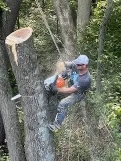 Affordable yard cleanup service for residential properties across Nashville, TN - Green Tree Service