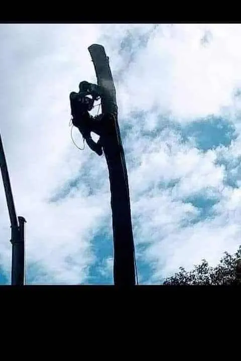 Trusted yard cleanup service for residential properties in Nashville, TN by Green Tree Service