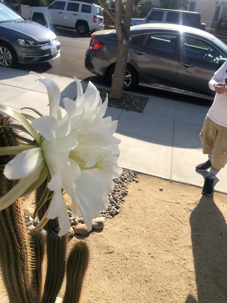 Reliable lawn mowing service for outdoor upgrades in National City, CA by Green Tree's Parras Landscaping