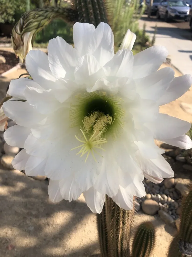 Trusted yard cleanup service for homes in National City, CA by Green Tree's Parras Landscaping