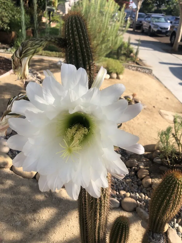 Trusted yard cleanup service near you in National City, CA by Green Tree's Parras Landscaping