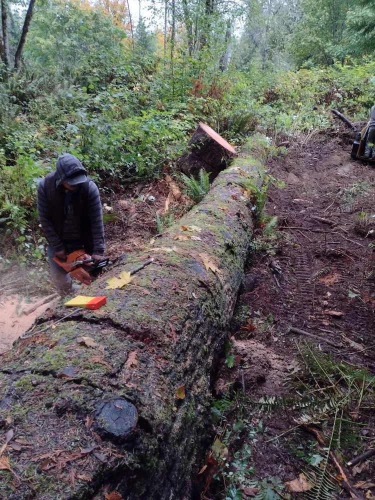 Trusted yard cleanup service experts serving Port Orchard, WA - Green Triangle Landscaping