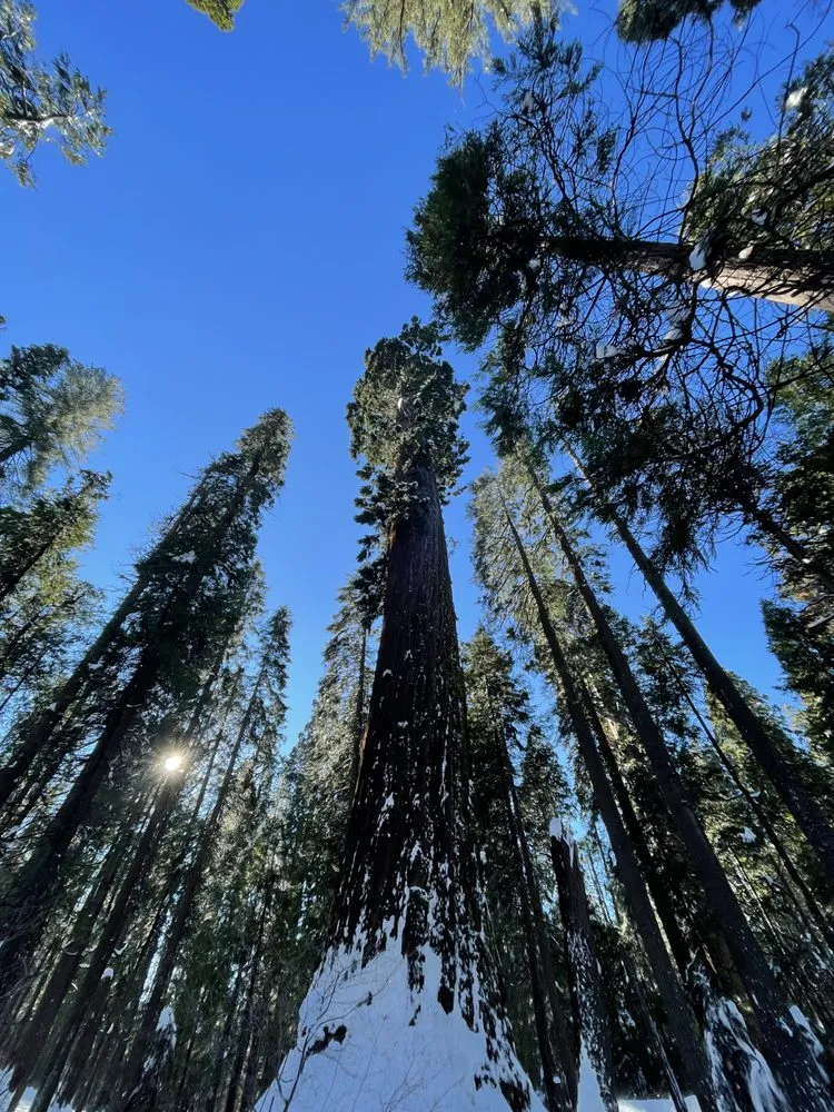 Affordable landscaping services in Stockton, CA - Green Trim