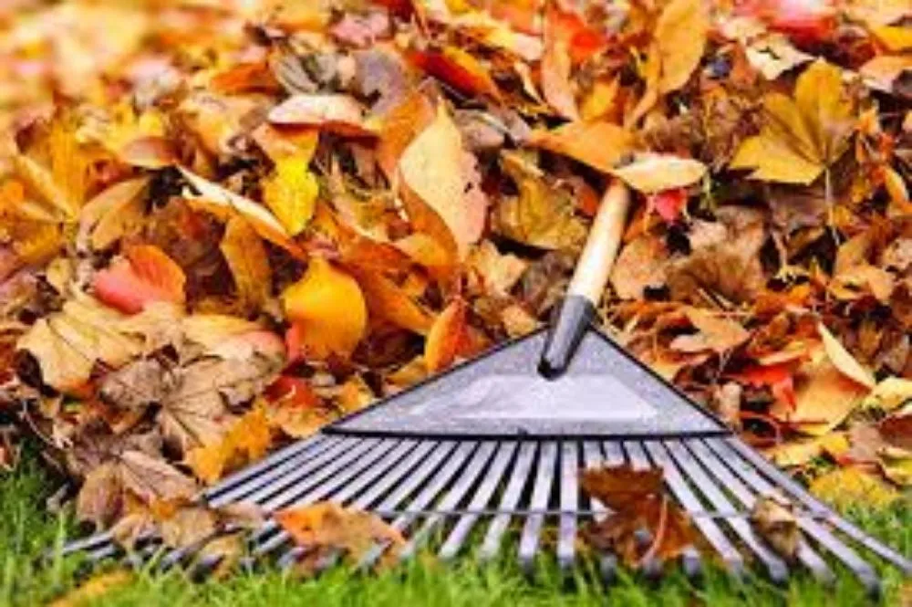 Expert yard cleanup service in Little Rock, AR by Green Trimmings