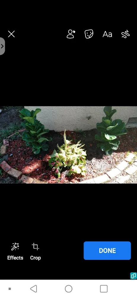 Custom yard cleanup service in Little Rock, AR - Green Trimmings