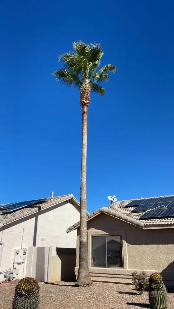 Top-rated landscape design in Tucson, AZ by Green Tucson Landscaping