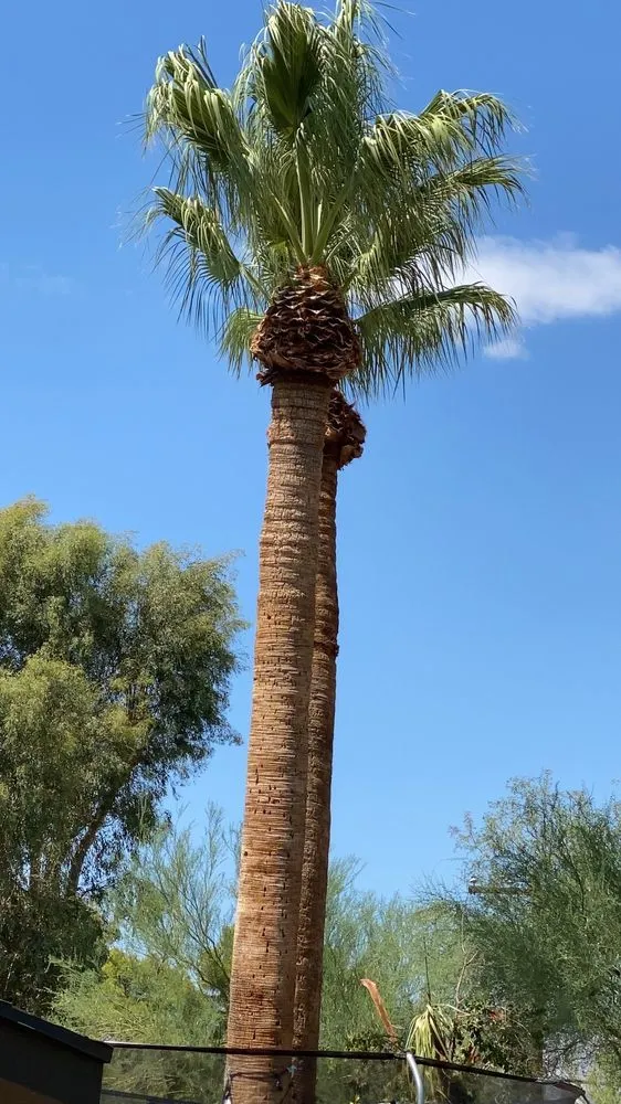 Professional yard cleanup service in Tucson, AZ - Green tucson