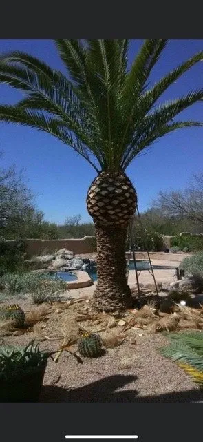Custom garden landscaping in Tucson, AZ by Green tucson