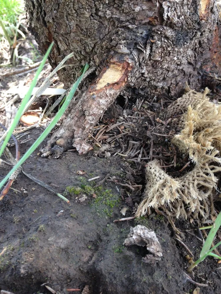 Top-rated lawn mowing service near you in Alpine, WY by Green Turf Lawnscapes