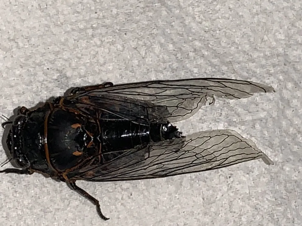 Affordable landscape installation near you in Alpine, WY by Green Turf Lawnscapes