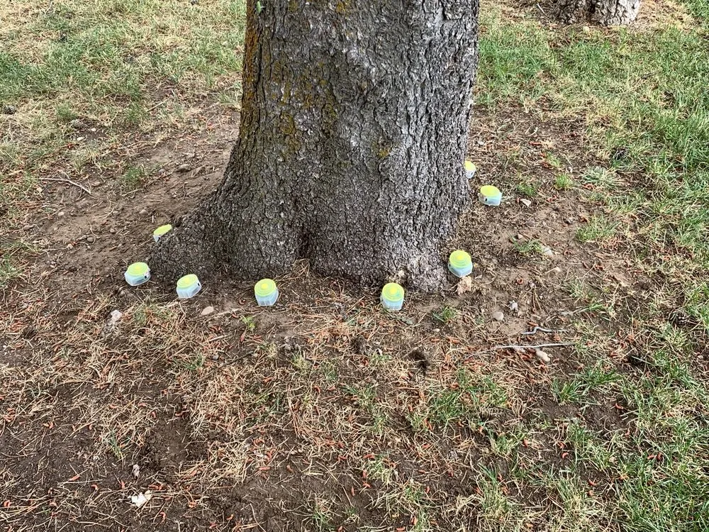 Top-rated yard cleanup service experts serving Cody, WY - Green Turf Lawnscapes