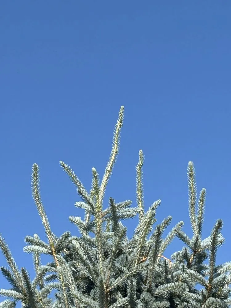 Affordable lawn care service experts serving Cody, WY - Green Turf Lawnscapes