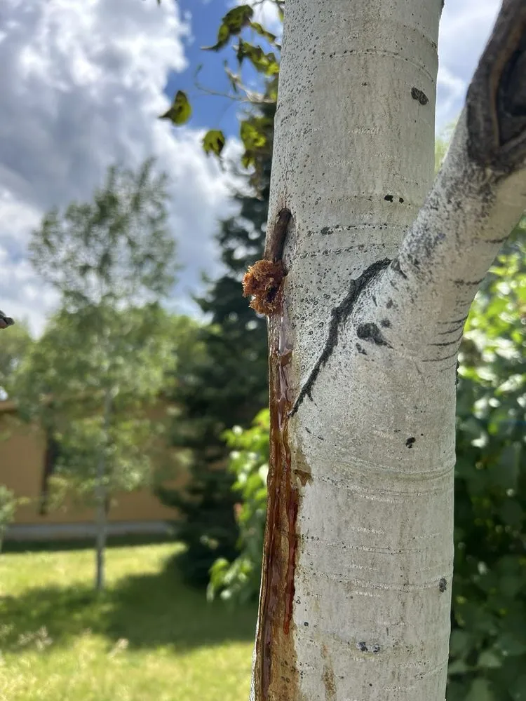 Reliable landscape installation for year-round maintenance across Cody, WY - Green Turf Lawnscapes