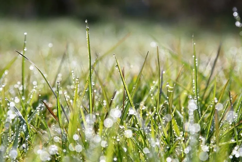 Affordable garden landscaping in Leoma, TN - Green Up Lawn Services