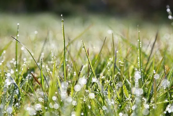 Green Up Lawn Services