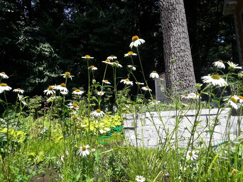 Reliable landscape design experts serving Watertown, MA - Green Urb Gardens