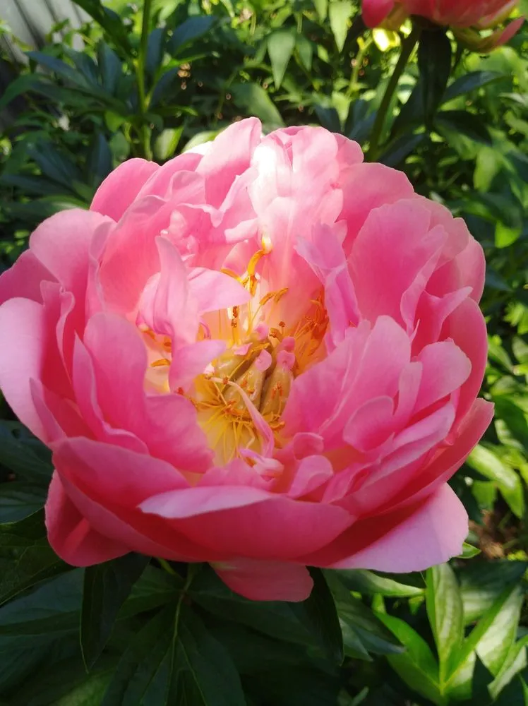 Local landscaping services for residential properties in Watertown, MA by Green Urb Gardens