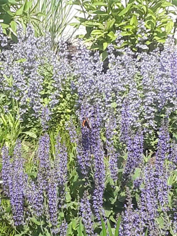 Custom outdoor landscaping in Watertown, MA by Green Urb Gardens