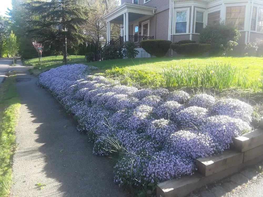 Affordable lawn care service experts serving Watertown, MA - Green Urb Gardens