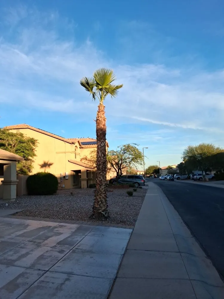 Affordable landscaping services for beautiful yards across Glendale, AZ - Green Valle Landscaping