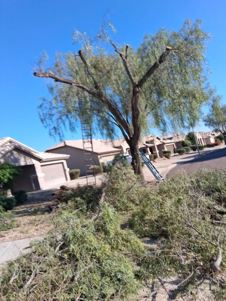 Custom yard maintenance experts serving Glendale, AZ - Green Valle Landscaping