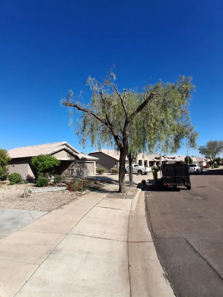 Affordable yard maintenance in Glendale, AZ by Green Valle Landscaping