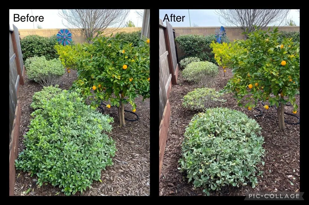 Custom yard maintenance in Sacramento, CA - Green Valley Gardening