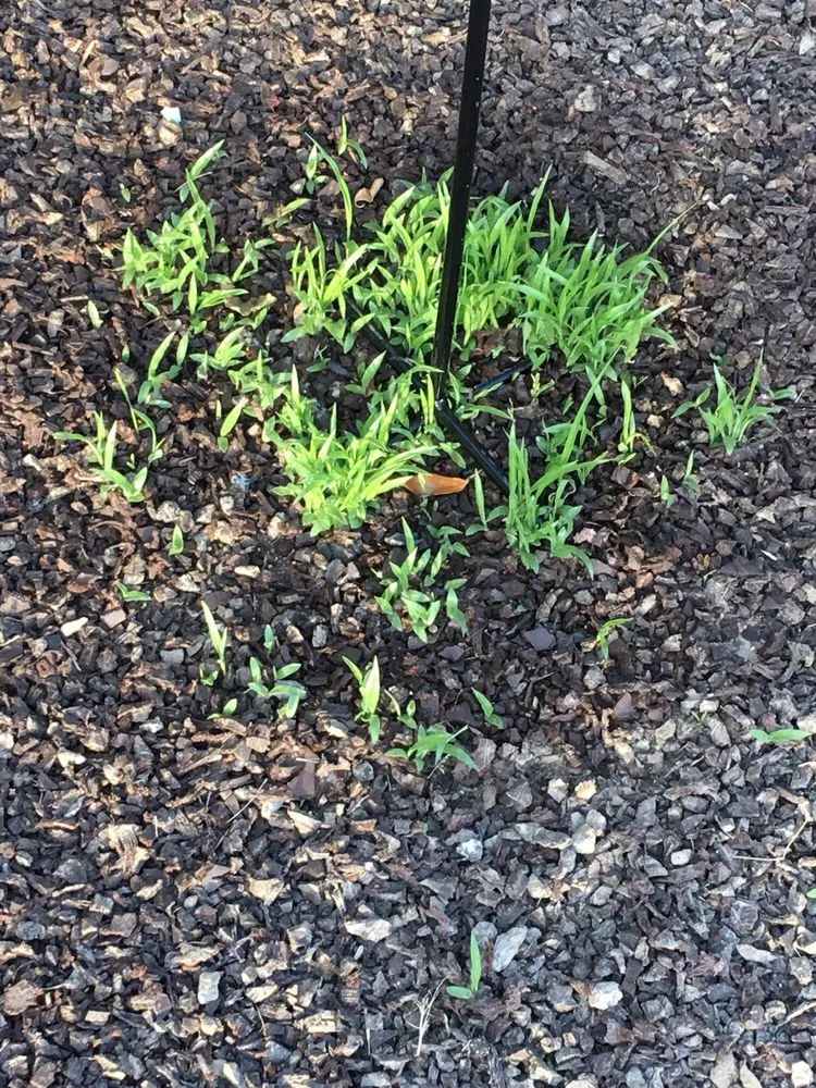 Professional landscaping services in Visalia, CA - Green Valley Gardening