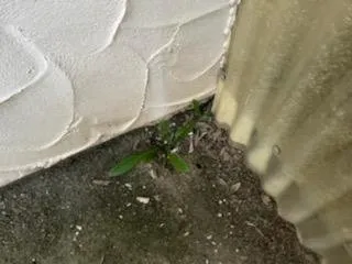 Custom yard maintenance experts serving Visalia, CA - Green Valley Gardening