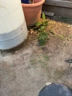 Professional residential landscaping for residential properties in Visalia, CA by Green Valley Gardening