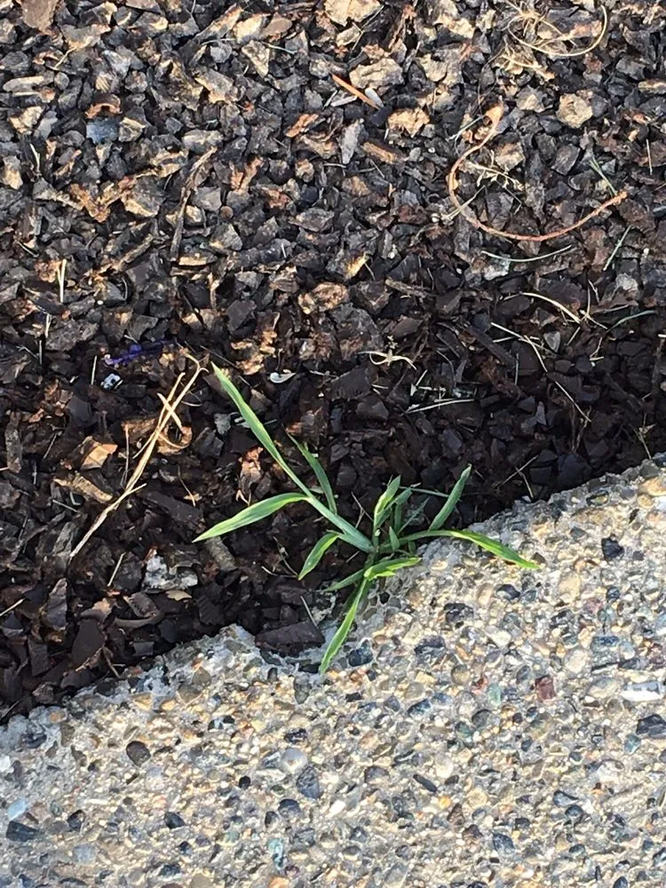 Affordable residential landscaping for outdoor upgrades in Visalia, CA by Green Valley Gardening