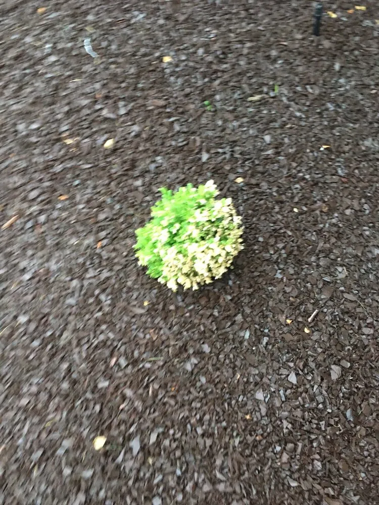 Affordable residential landscaping experts serving Visalia, CA - Green Valley Gardening