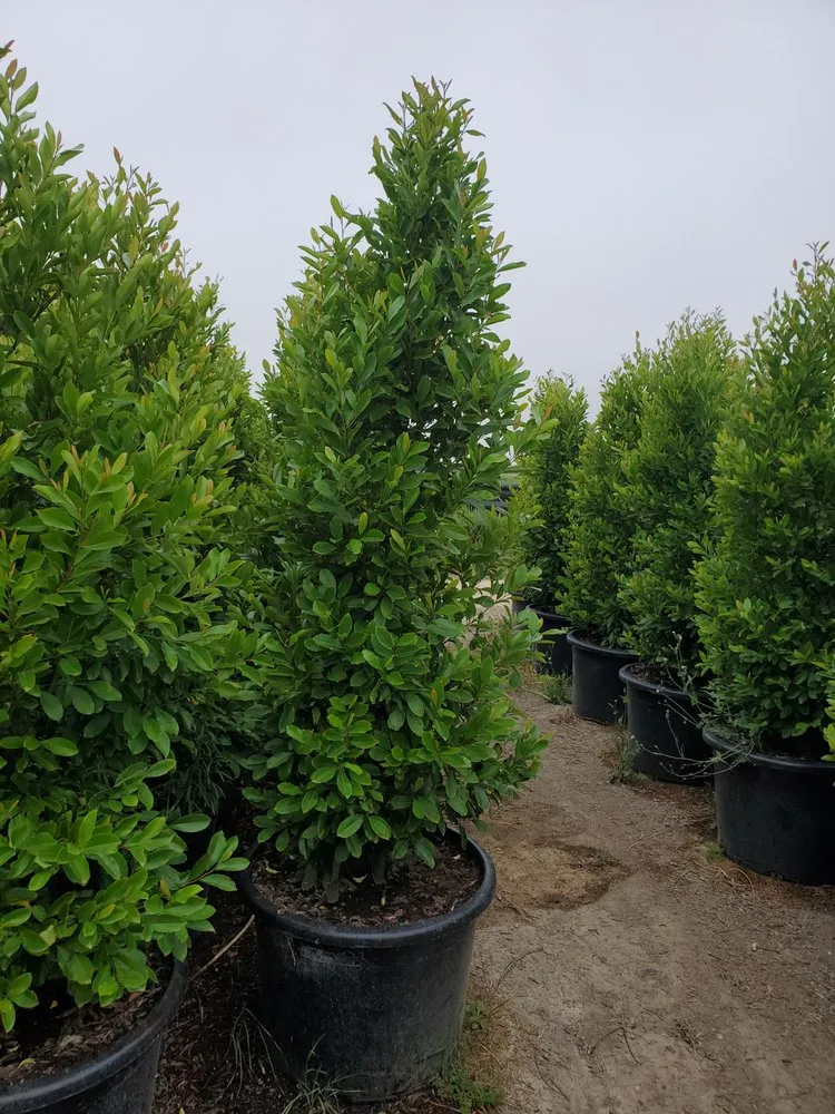 Expert outdoor landscaping experts serving Oxnard, CA - Green Valley Landscape and Design