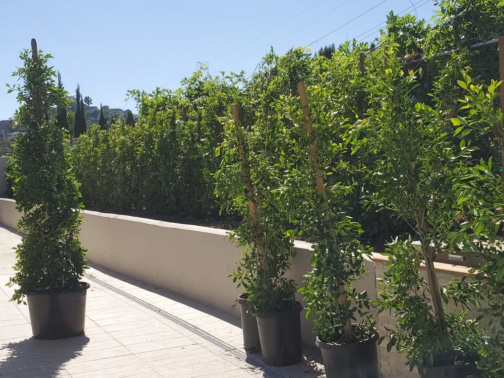 Top-rated landscaping services in Oxnard, CA by Green Valley Landscape and Design