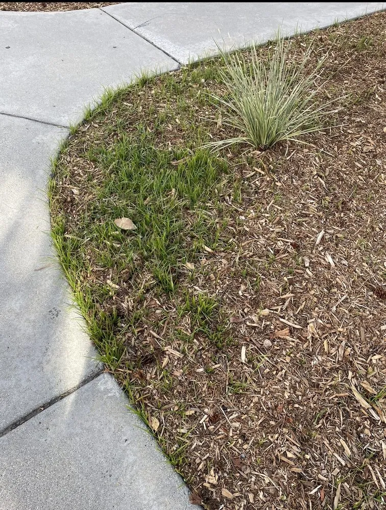 Expert yard cleanup service in Escondido, CA - Green Valley Landscape and Maintenance