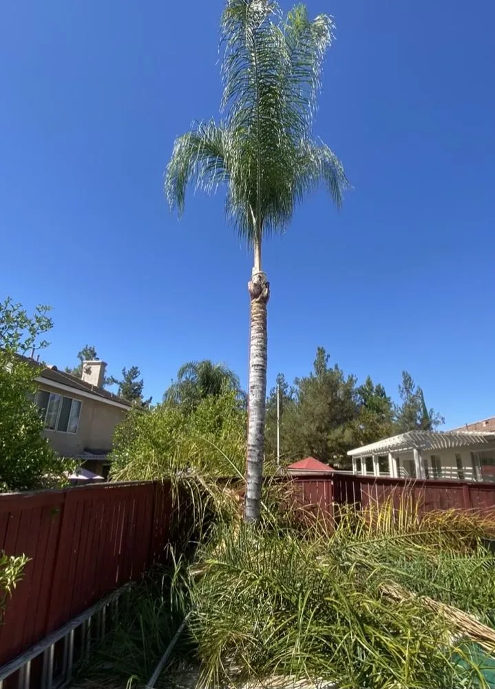 Expert yard maintenance in Canyon Lake, CA by Green Valley Landscape