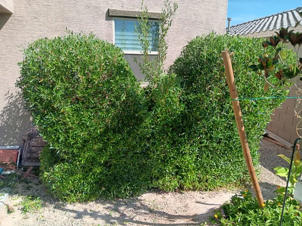 Expert yard maintenance in Luke AFB, AZ by Green Valley Landscape