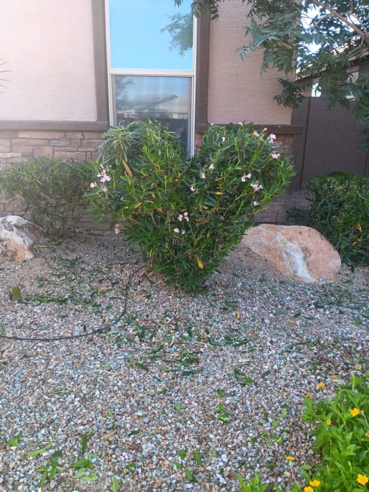 Professional landscape installation in Luke AFB, AZ - Green Valley Landscape