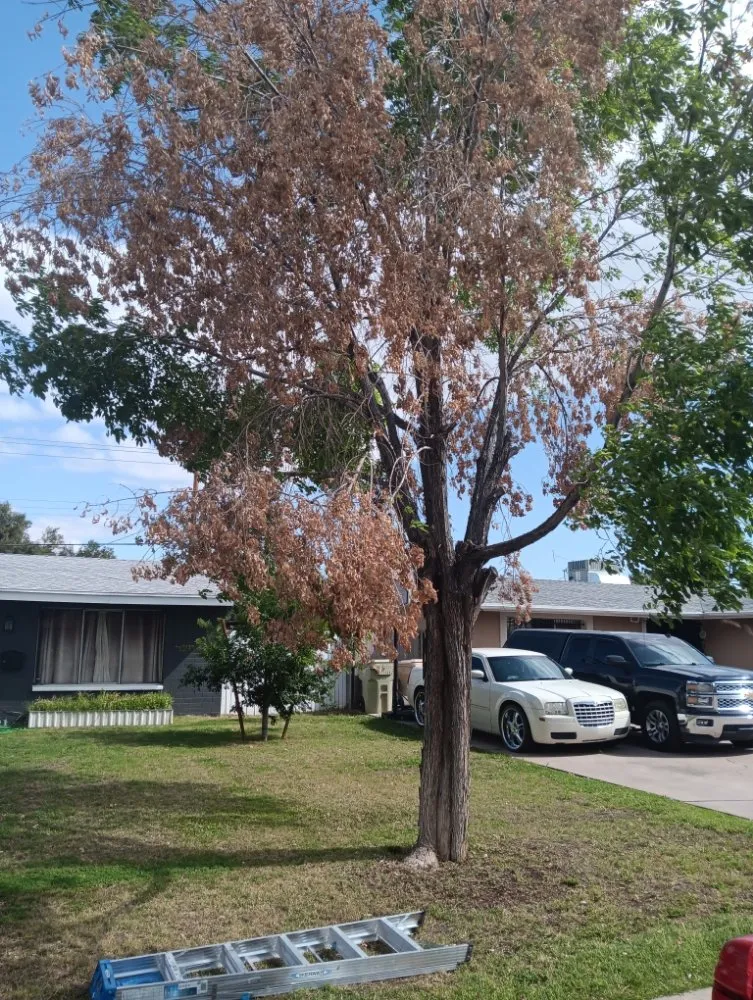 Trusted outdoor landscaping for homes in Luke AFB, AZ by Green Valley Landscape