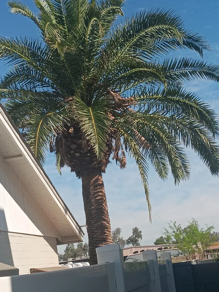 Affordable lawn care service in Luke AFB, AZ by Green Valley Landscape
