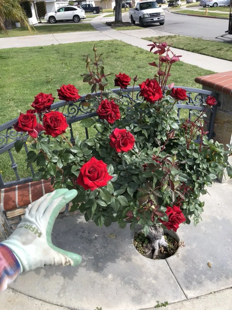 Top-rated landscape installation experts serving Orange, CA - Green Valley Landscaping & Maintenance