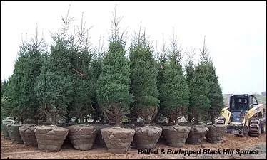 Custom outdoor landscaping with custom design across Florence, AL - Green Valley Nursery & Landscaping