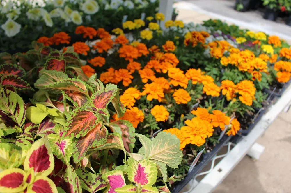 Trusted residential landscaping experts serving Florence, AL - Green Valley Nursery & Landscaping