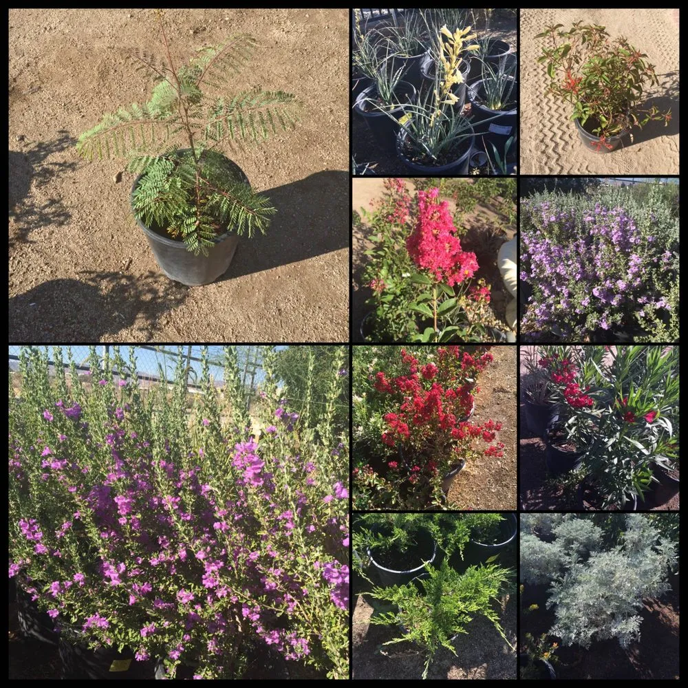 Affordable landscaping services in Lancaster, CA by Green Valley Nursery
