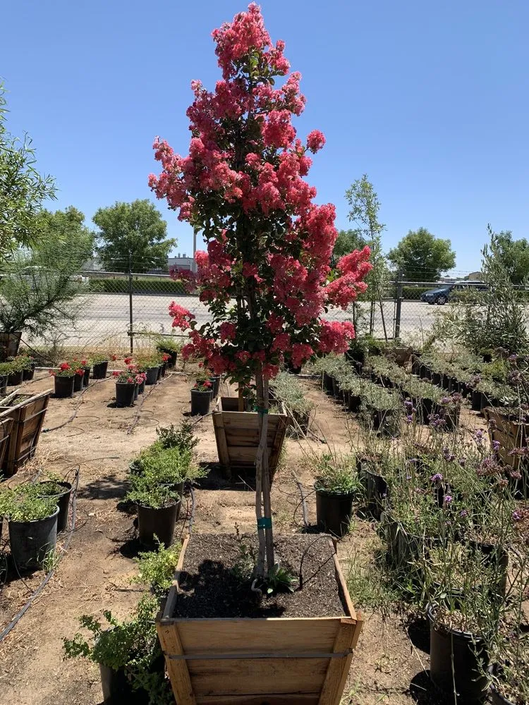 Affordable landscape design for year-round maintenance across Lancaster, CA - Green Valley Nursery