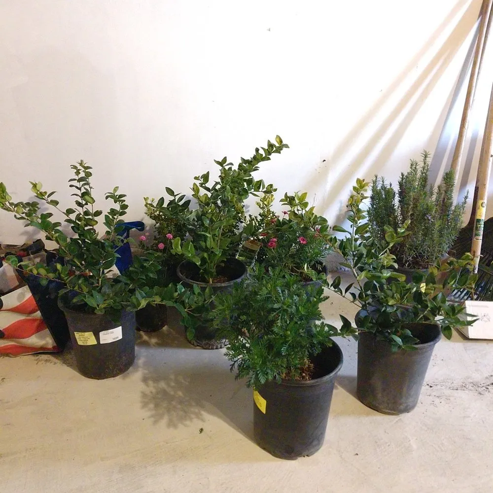 Professional lawn care service in Lancaster, CA by Green Valley Nursery