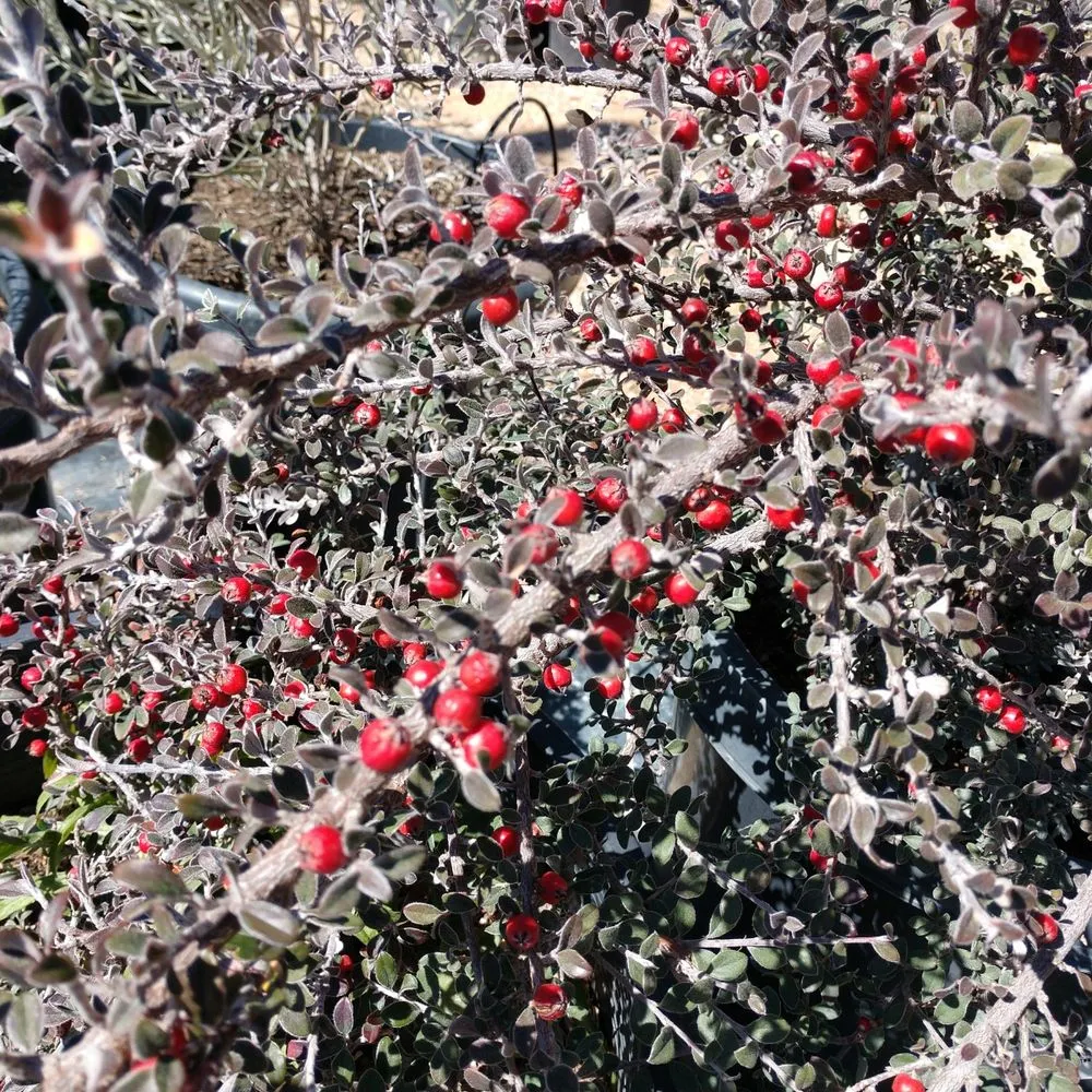 Local landscape installation in Lancaster, CA - Green Valley Nursery