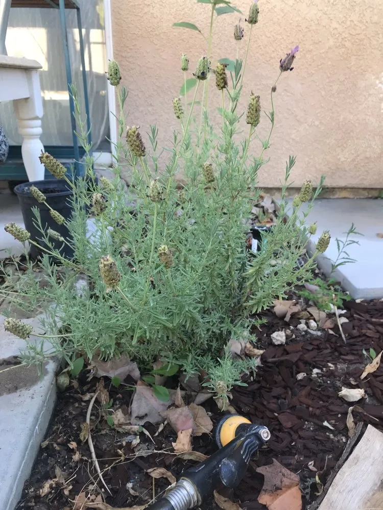 Affordable yard cleanup service in Lancaster, CA by Green Valley Nursery