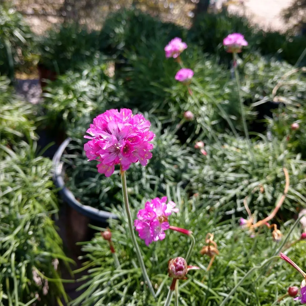 Trusted yard maintenance in Lancaster, CA by Green Valley Nursery