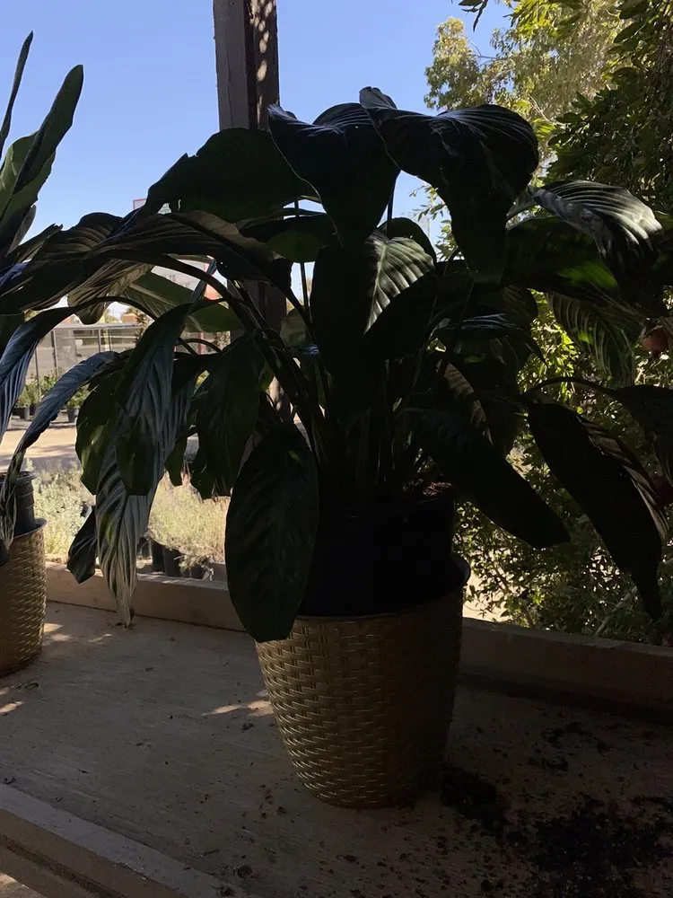 Reliable lawn mowing service near you in Lancaster, CA by Green Valley Nursery